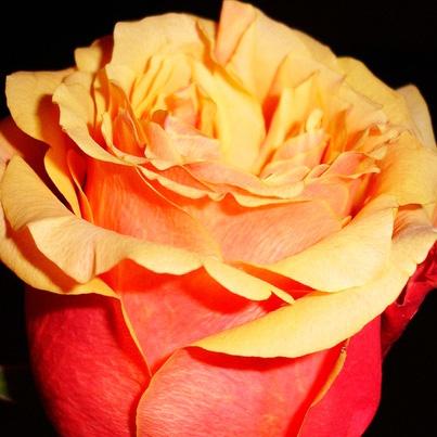 Роза Экзотика: особенности и характеристика сорта, правила посадки, выращивания и ухода, отзывы - Всё о сорте Роза Экзотика